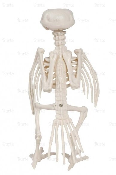 Raven skeleton 2