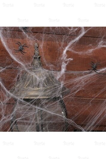 Spider web 1